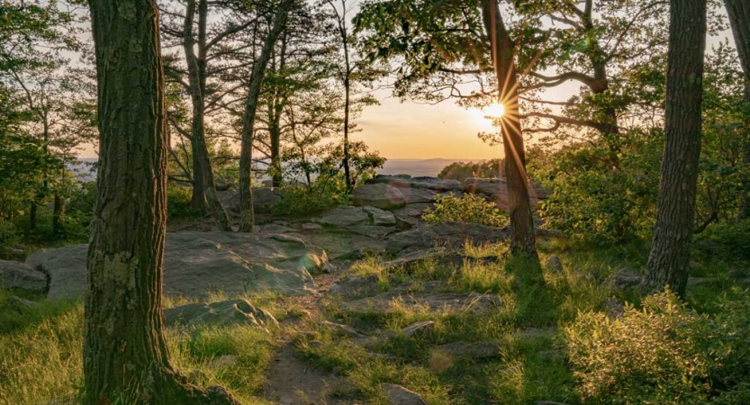 The sun shines through a green wooded area. 